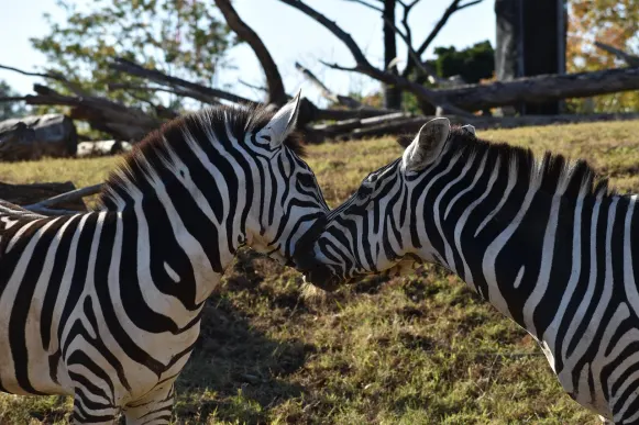 Jet10 Cazino Cazinou Suport